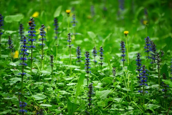 Fleurs bleues sur la clairière de la forêt