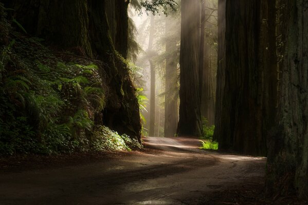 The road in the forest through the big trees and the sun s rays