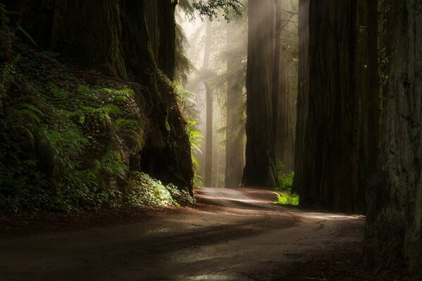 Route dans la forêt à travers les grands arbres et les rayons du soleil