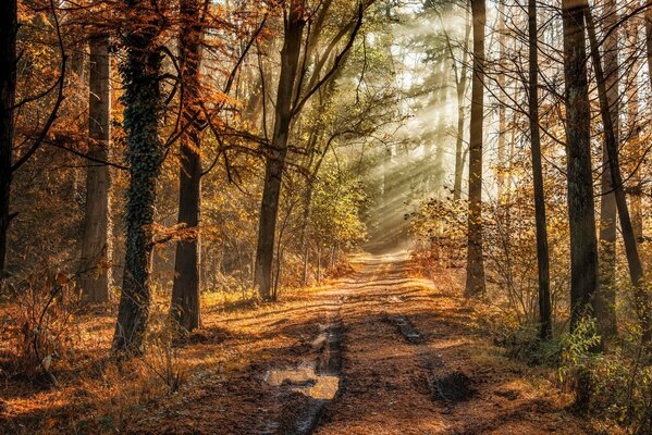 Herbstwald. Tiefe Spur