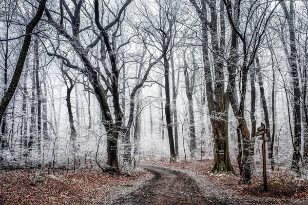 Foresta autunnale in brina