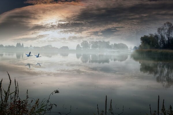 Lake in the fog in the village and swans