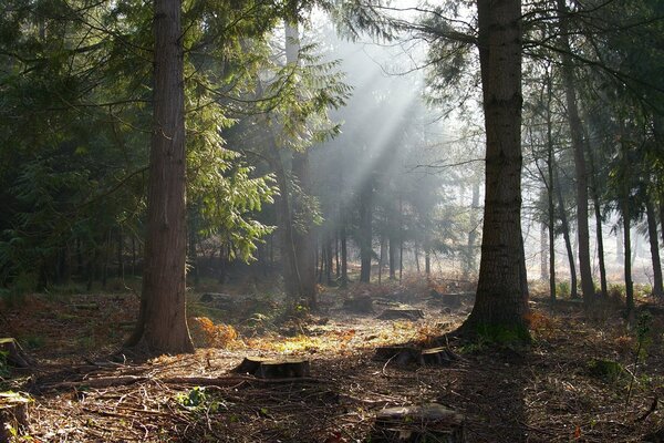 Avec la lumière entre les arbres dans la forêt
