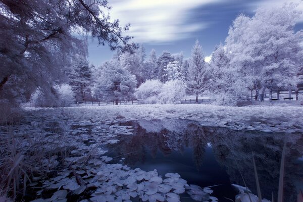 Reflection of trees in pond water