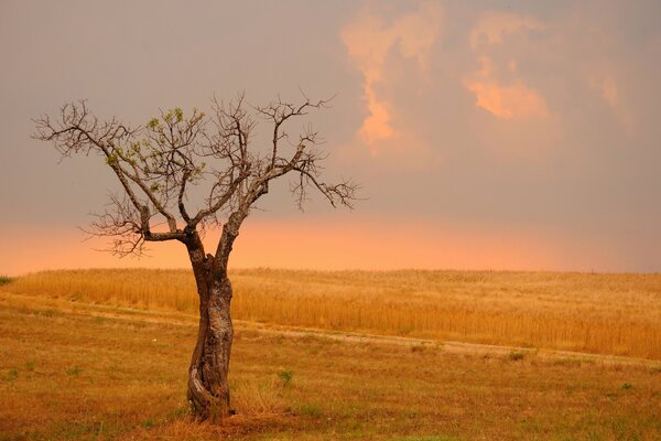 A tree growing in a field of wheat