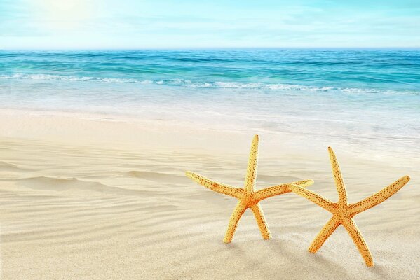 Starfish by the sea on a snow-white beach