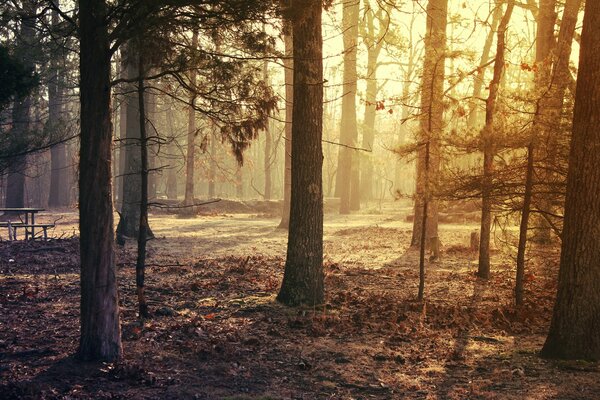 Protected forest in autumn. Fallen leaves