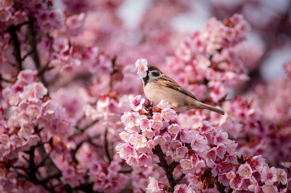 Sparrow raccoglie materiale per il nido in primavera