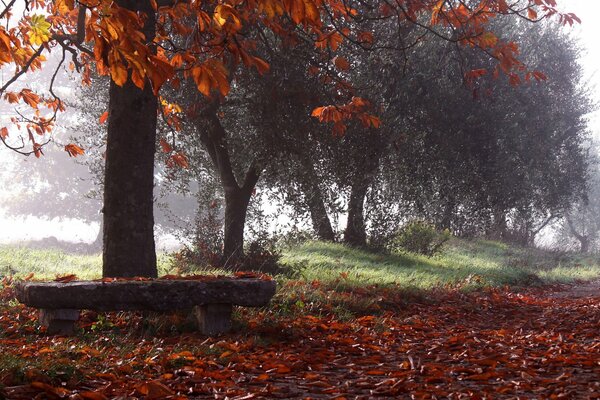 Late autumn in the park with stone benches