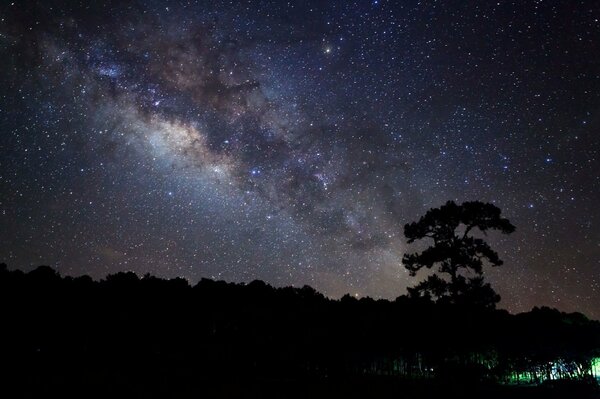 La notte stellata si estende nella foresta notturna