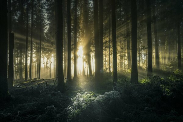 Les rayons du soleil à travers les arbres