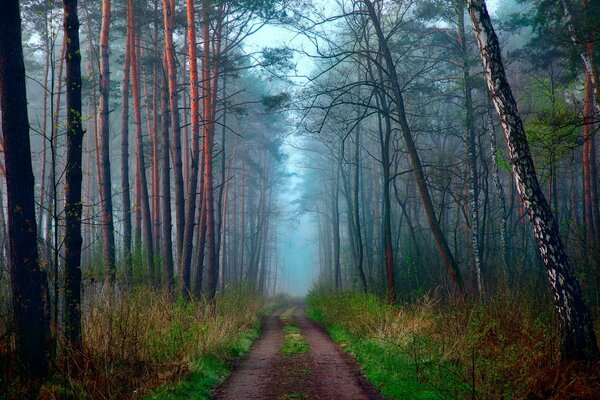 Sentier brumeux de printemps dans la forêt