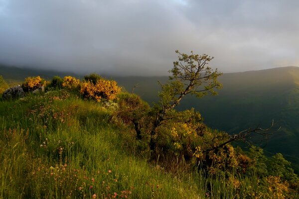 Mountain fog over green hills