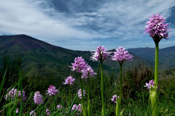 Berge im Hintergrund und lila Blüten im Vordergrund