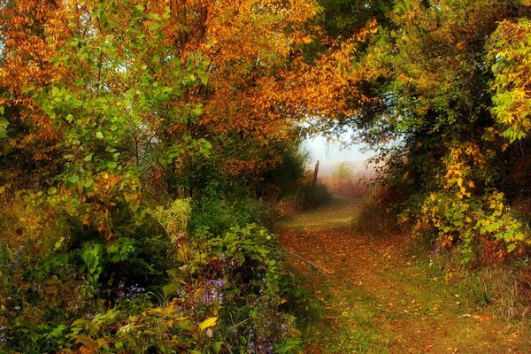 Autumn forest, all the colors of autumn