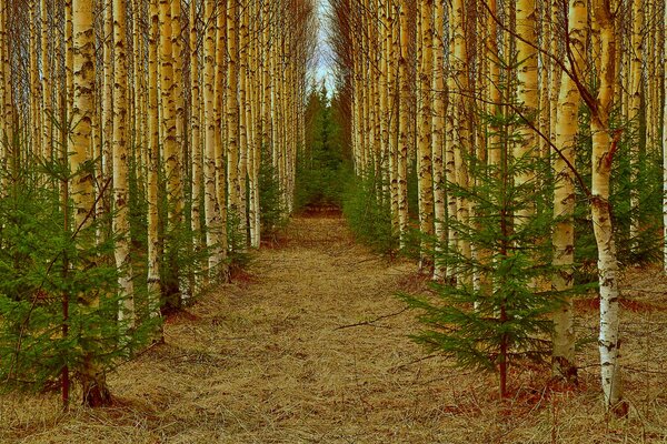 Alley in the forest between birches and young fir trees