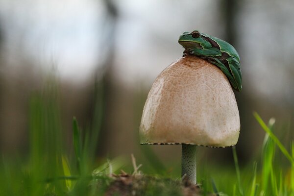 Foto eines Frosches auf einem Pilzhut. Grüner Frosch im Gras