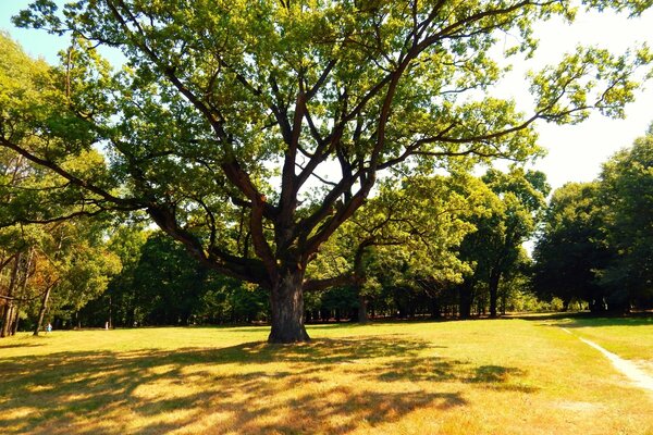 In estate, l ombra dei rami di quercia