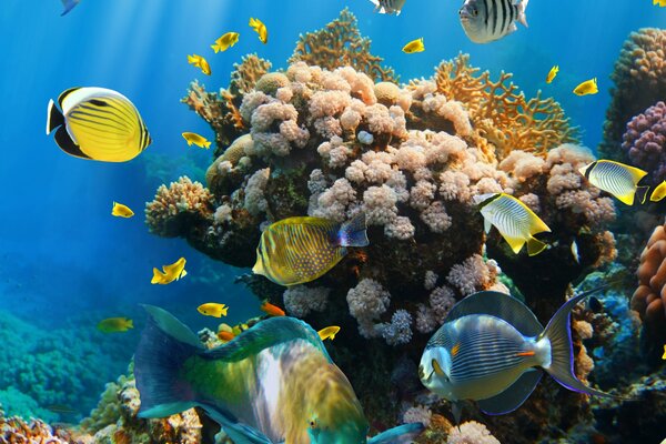 Coral reef in the underwater world