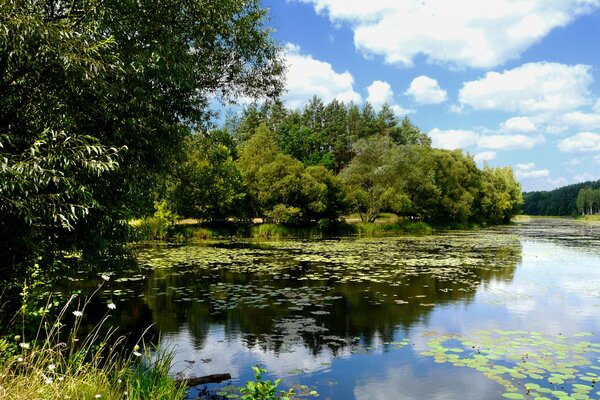 Le nuvole si riflettono accanto ad alberi e ninfee