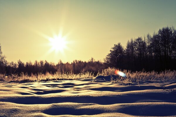 Arbres à la lumière du soleil d hiver