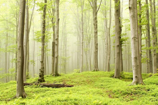 Bosque de álamos en una bruma brumosa