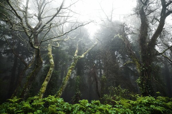 Tropical unusual forest landscape