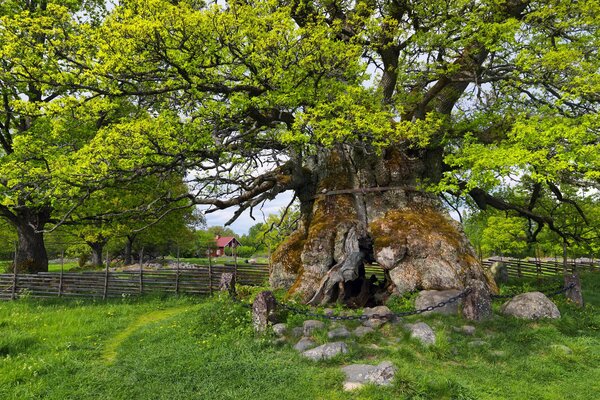 A big tree, a mountain. Nature