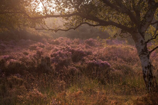 Morning forest with flowers, grass and trees