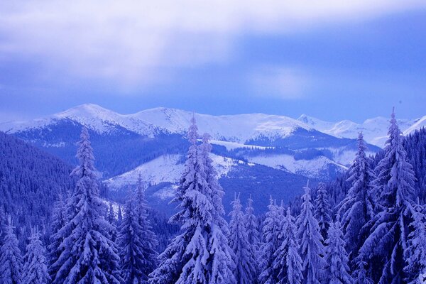 Winterberg Fichte und Wolken