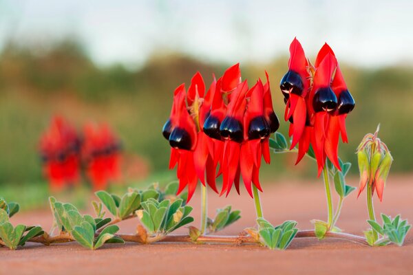 Strana pianta con foglie rosse