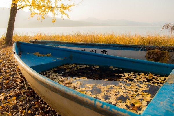 Hojas en los barcos. Encanto de otoño