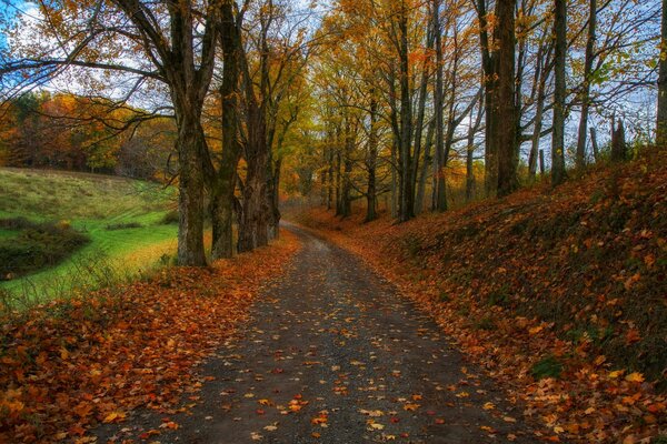 Autumn Road nella foresta