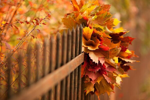 Herbst alle Schattierungen von Rot