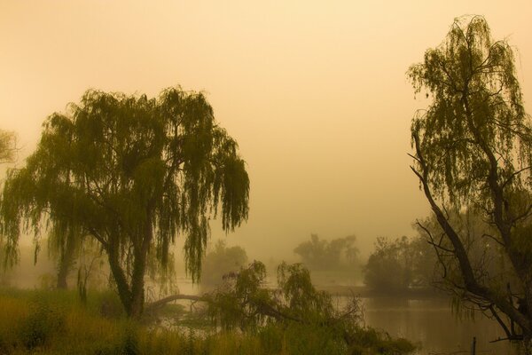 Niebla de la mañana en las tierras de Australia