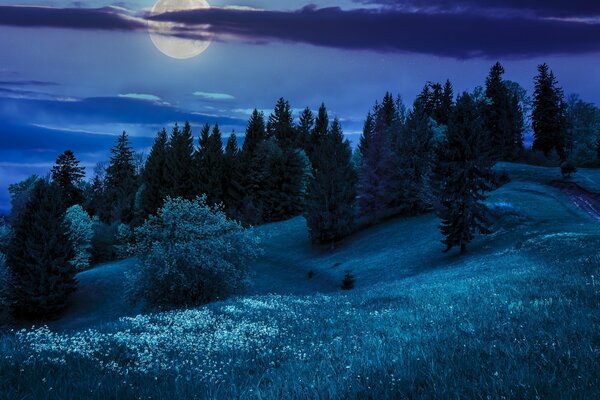 Luna llena sobre abetos en las colinas