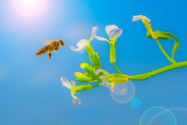 Eine Biene, die auf einer hellen Blume vor dem Hintergrund eines hellen blauen Himmels sitzt