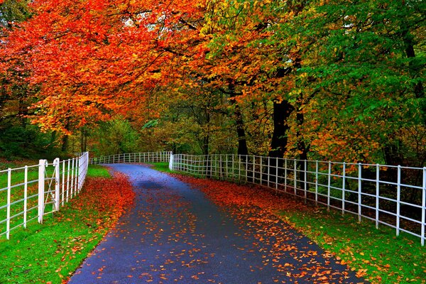 In the park, all the foliage is colorful