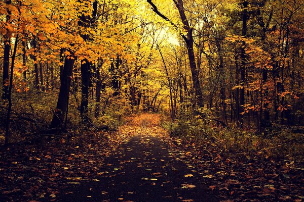 Sendero del bosque en el bosque de otoño