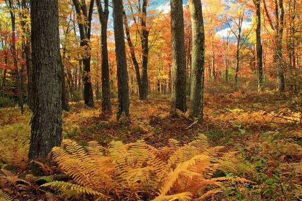 Bosque de otoño amarillo por la tarde