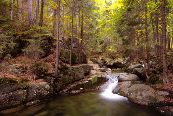 Une forêt mystérieuse s enroule autour d un ruisseau