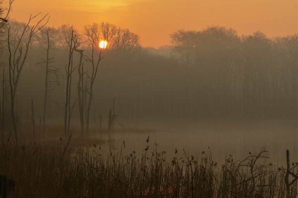 Nebliger Morgen im Müritz-Nationalpark