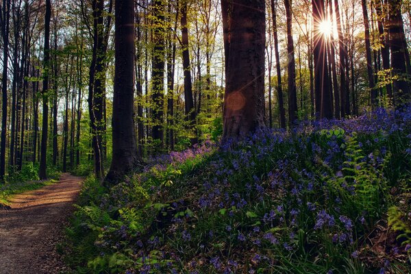 Los rayos del sol se limpian a través de los árboles del bosque