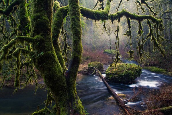 Bosque místico con árboles y musgo verde