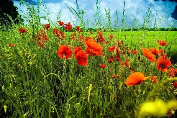 Rote Mohnblumen inmitten eines grünen Feldes