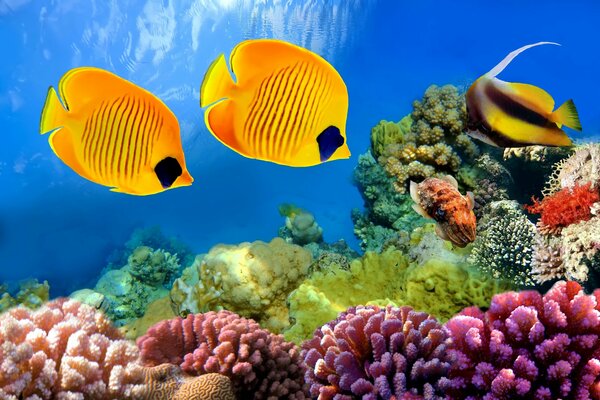 Rafa Koralowa i ryby egzotyczne