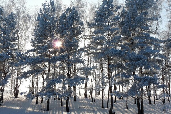 Beaux rayons de soleil et de l épinette en hiver