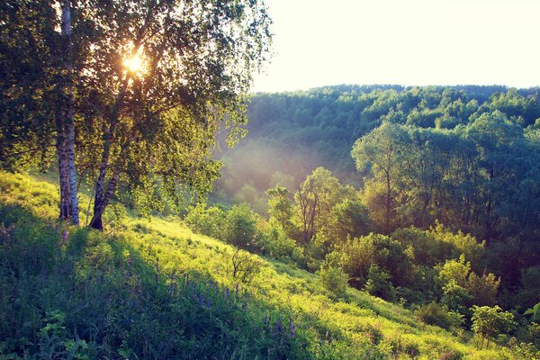 A hill in the foliage and the sun through the birches