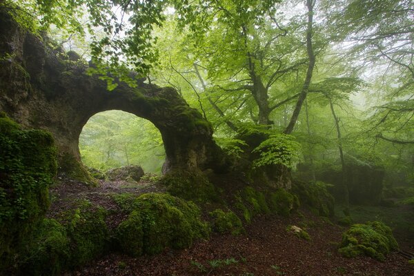 Rock arch in the misty forest