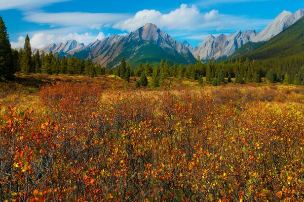 Очень в Канаде в лесу в горах